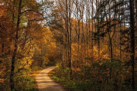 Herbstliche Waldwege im schwindenden Sonnenlicht (Foto: Salome Lainarkunion)