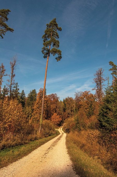 Lichtung im Herbstwald (Foto: Salome Lainarkunion)