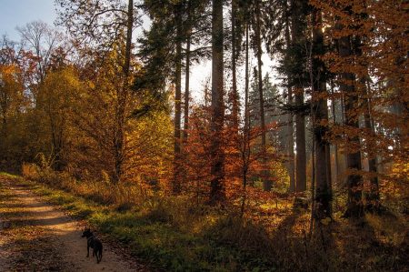 Mystischer Herbstwald (Foto: Salome Lainarkunion)