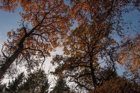 Blauer Himmel hinter herbstbunten Baumkronen (Foto: Salome Lainarkunion)