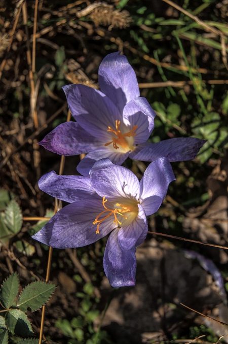 Zwei Herbstzeitlosen am 28. Oktober 2015 (Foto: Salome Lainarkunion)