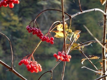 Vogelbeeren am Hochrhein (Foto: Salome Leinarkunion)