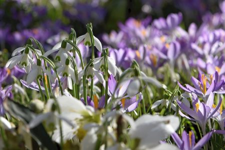 Zwischen den Krokussen blühen auch Schneeglöckchen und Weihnachtsrosen (Foto: Martin Dühning).