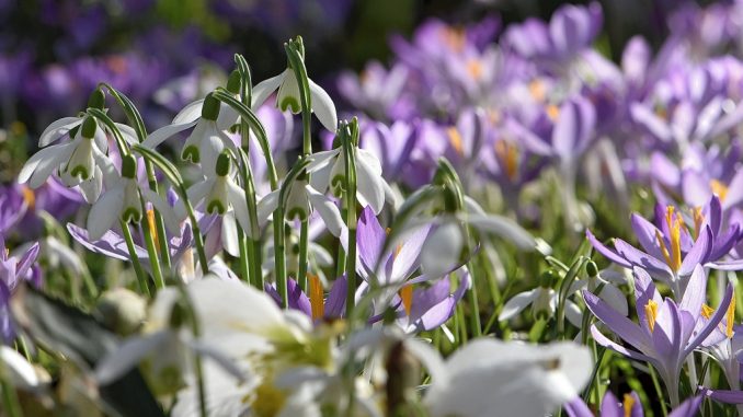 Zwischen den Krokussen blühen auch Schneeglöckchen und Weihnachtsrosen (Foto: Martin Dühning).