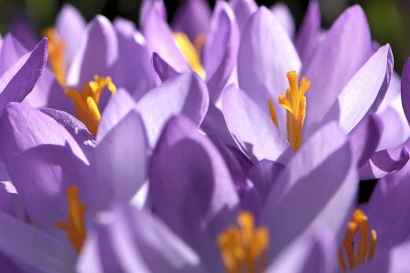 Krokusse im Frühling 2016 (Foto: Martin Dühning)