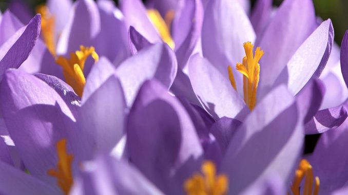 Krokusse im Frühling 2016 (Foto: Martin Dühning)