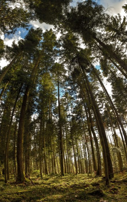 Mystischer Erbwald bei Bierbronnen (Foto: Martin Dühning)