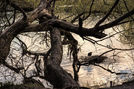 Perlhühner auf der Insel Werd, die nicht nur Franziskaner beherbergt, sondern auch ein Vogelschutzgebiet ist (Foto: Martin Dühning)