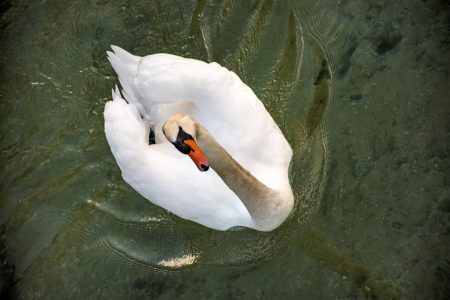 Neugieriger Schwan bei der Insel Werd (Foto: Martin Dühning)