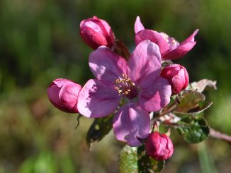 Blutrote Apfelblüte eines Blutapfelbaumes (Foto: Martin Dühning)