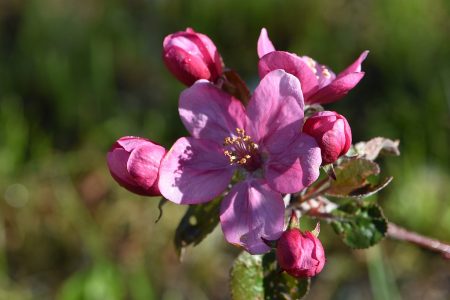 Blutrote Apfelblüte eines Blutapfelbaumes (Foto: Martin Dühning)