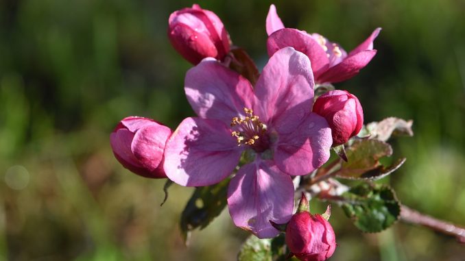 Blutrote Apfelblüte eines Blutapfelbaumes (Foto: Martin Dühning)