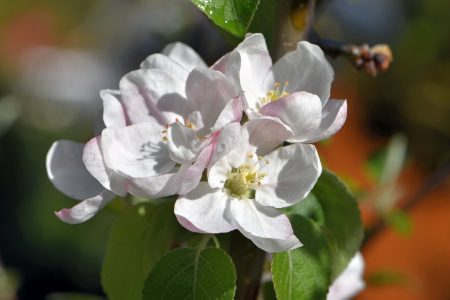 Apfelblüten im April/Mai 2016 (Foto: Martin Dühning)