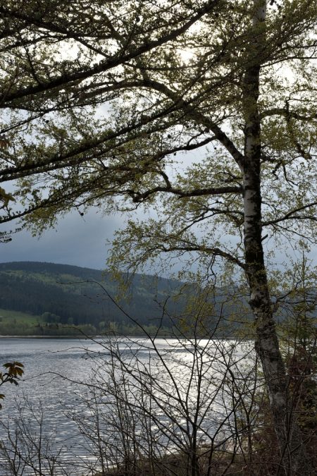 Frühling am Schluchsee (Foto: Martin Dühning)