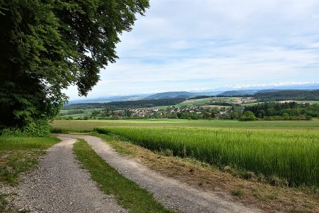 Weg Richtung Baltersweil vom Eichberg aus (Foto: Martin Dühning)