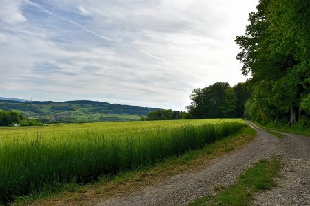 Grünes Getreidefeld Richtung Eichberg (Foto: Martin Dühning)