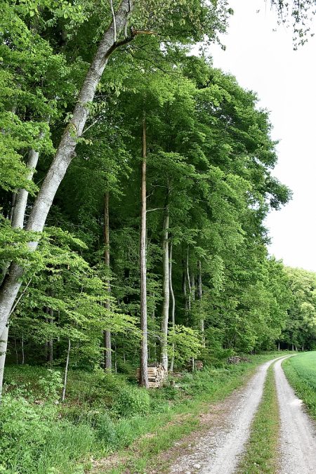 Buchenmischwald beim Eichberg (Foto: Martin Dühning)