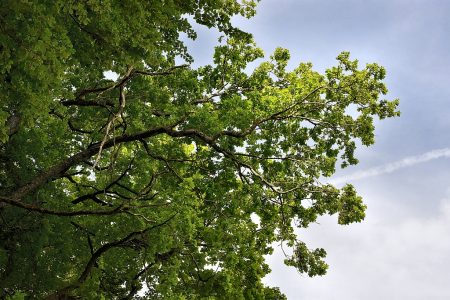 Eichengrünlaub (Foto: Martin Dühning)