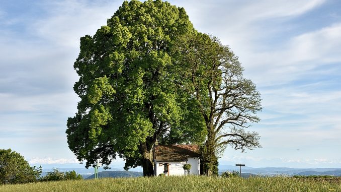 Kapelle bei Baltersweil mit frühlingsgrünem Paravent (Foto: Martin Dühning)