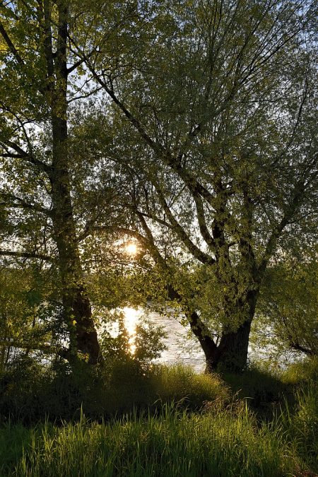 Sonnenuntergang zwischen frischen Frühlingsweidenzweigen (Foto: Martin Dühning)