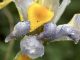 Regenbeperlte Iris am neuen Gartenteich (Foto: Martin Dühning)