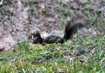 Eichhörnchen beim Schluchsee am 18. Mai 2016 (Foto: Salome Leinarkunion)