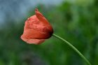 Eine einzige Mohnblüte schaffte es 2016, von uns abgelichtet zu werden. (Foto: Martin Dühning)