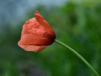 Eine einzige Mohnblüte schaffte es 2016, von uns abgelichtet zu werden. (Foto: Martin Dühning)