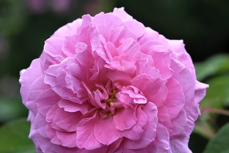 Rosa Rosenblütenpracht (Foto: Martin Dühning)