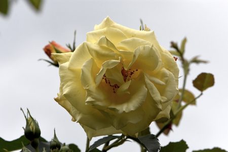 Goldene Blüte vor Regenhimmel im Juni 16 (Foto: Martin Dühning)