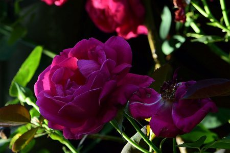 Großvaters Rosen blühen auch noch spät nach Mittsommer - dieses Jahr scheinbar ohne Pause. (Foto: Martin Dühning)