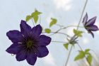 Seltene, violette Clemathisblüte - meist blüht nur einer der drei Stöcke, dieses Jahr könnten es alle sein, denn den Waldreben gefällt das Wetter. (Foto: Martin Dühning)