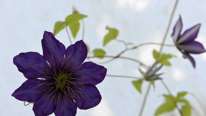 Seltene, violette Clemathisblüte - meist blüht nur einer der drei Stöcke, dieses Jahr könnten es alle sein, denn den Waldreben gefällt das Wetter. (Foto: Martin Dühning)