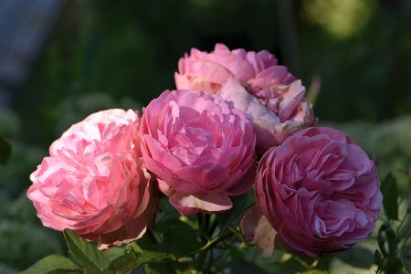 Rosa Röslein - das einzige Geschenk, das ich jemals vom KGT erhielt, die Administratorenrose, nun blüht sie wieder. (Foto: Martin Dühning)