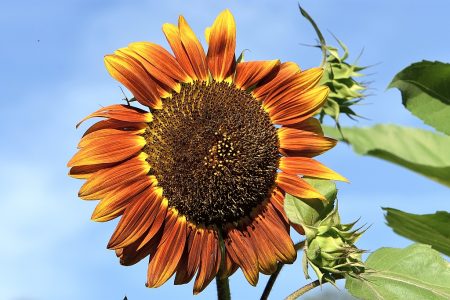 Die erste Sonnenblume der Saison blüht diesmal sogar schon Ende Juli 2016 (Foto: Martin Dühning)