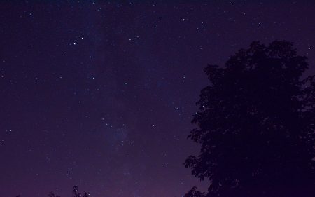 Heimatlicher Kastanienbaum mit Milchstraße beleuchtet (Foto: Martin Dühning)