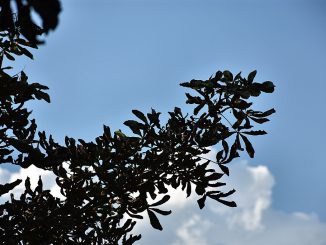 Noch leuchtet im Klettgau ein sattblauer Sommerhimmel, doch das Laub der Kastanien fällt bereits. (Foto: Martin Dühning)