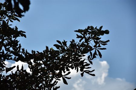 Noch leuchtet im Klettgau ein sattblauer Sommerhimmel, doch das Laub der Kastanien fällt bereits. (Foto: Martin Dühning)