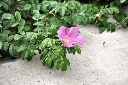 Eine Strandheckenrose in ihrem natürlichen Habität (Foto: Martin Dühning)