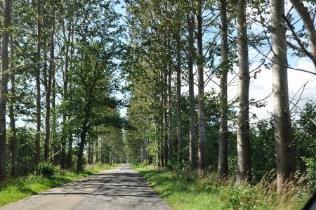 Allee einer polnischen Landstraße (Foto: Martin Dühning)