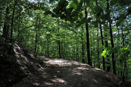 Mitten drin im tiefen Buchenwald (Foto: Martin Dühning)