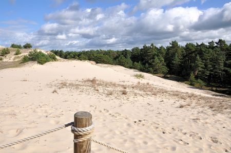 Der Küstenwald geht in Sandwüste über (Foto: Martin Dühning)