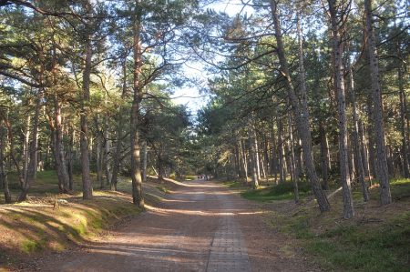 Waldweg zum Leuchtturm (Foto: Martin Dühning)