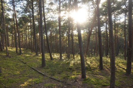 Mystisch-abendlicher Küstenwald (Foto: Martin Dühning)