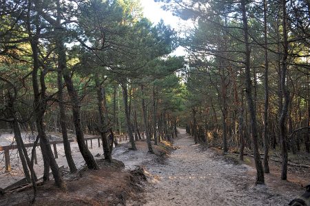 Der Weg abwärts durch den Küstenwald (Foto: Martin Dühning)