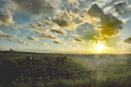 Slowinzische Pferde im Gegenlicht (Foto: Martin Dühning)