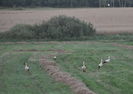 Polnische Störche bei der Arbeit (Foto: Martin Dühning)