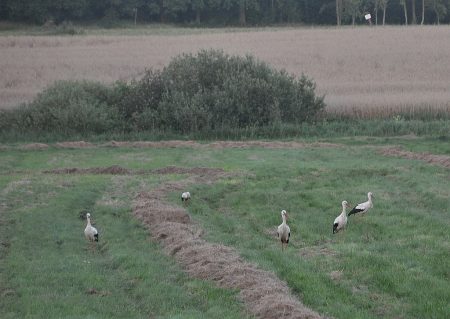 Polnische Störche bei der Arbeit (Foto: Martin Dühning)