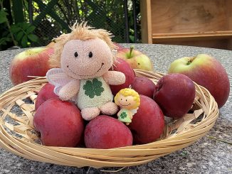 Die Apfelernte 2016 reichte immerhin für ein kleines Obstkörbchen (Foto: Martin Dühning)