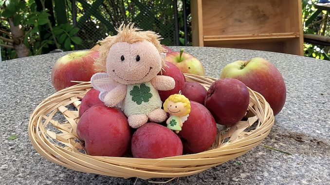 Die Apfelernte 2016 reichte immerhin für ein kleines Obstkörbchen (Foto: Martin Dühning)